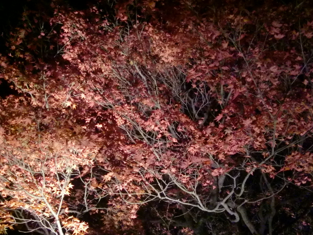 妖艶な京都の夜のもみじ