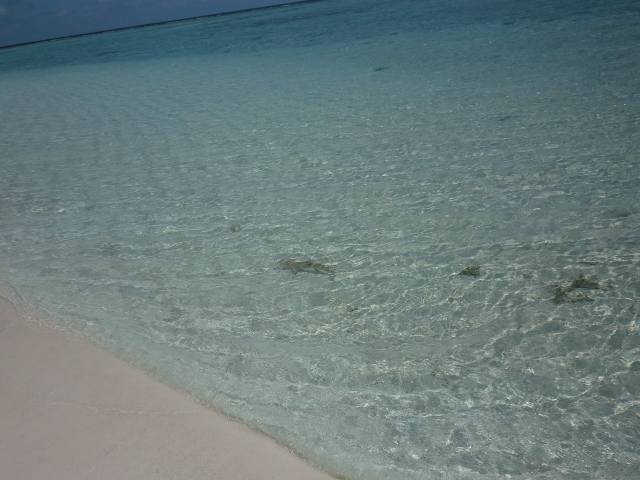 Maldives 12.2012 878