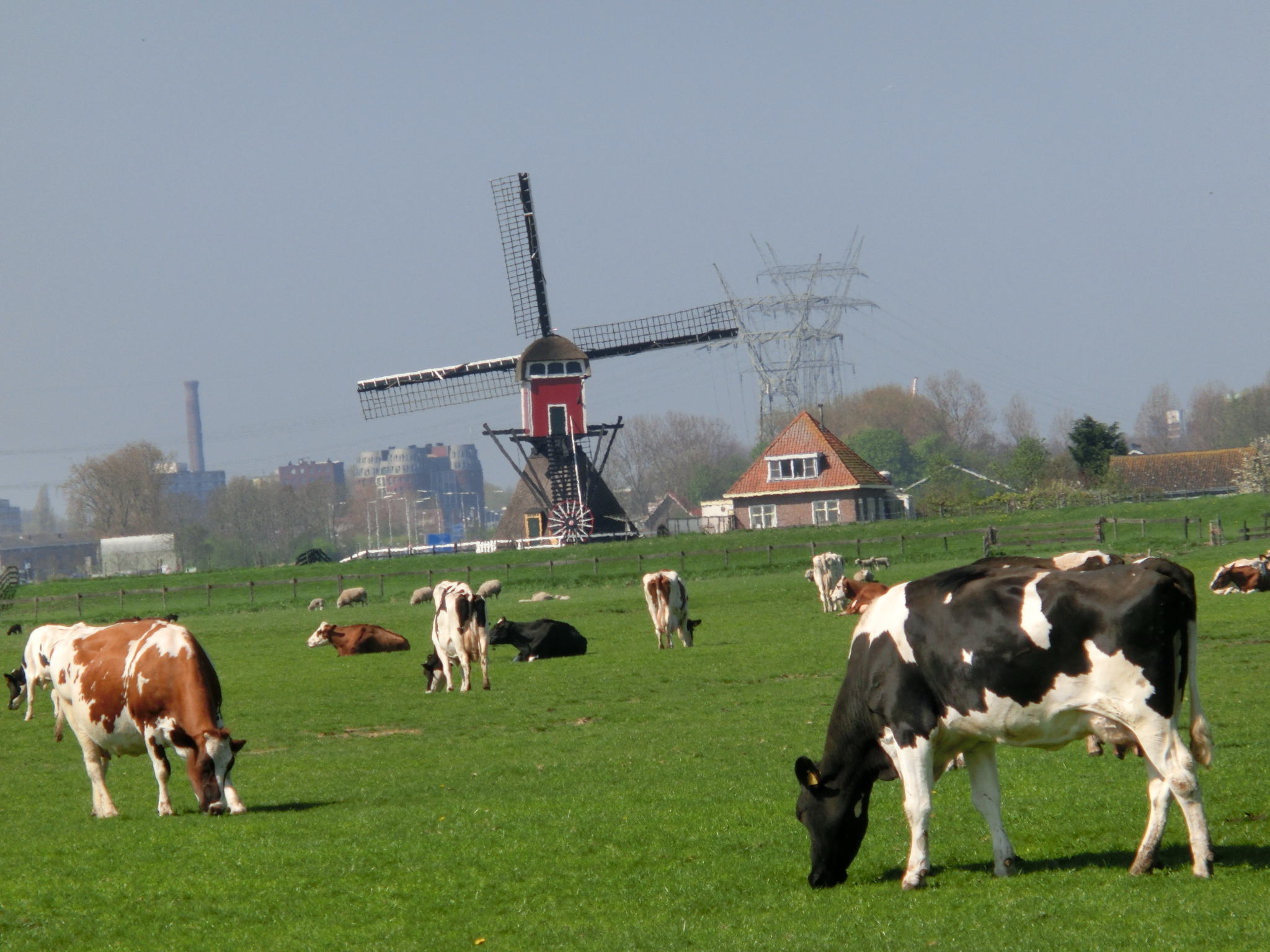 Netherlands 05.2013 257