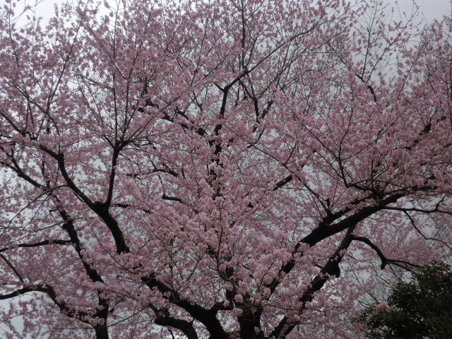 東京、春の神社めぐり・・・