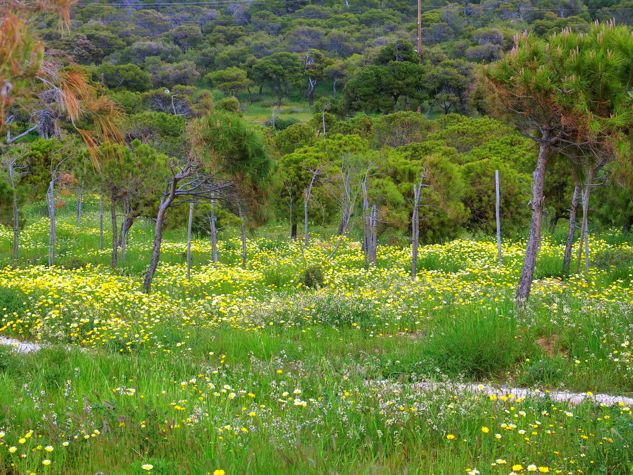 色とりどりの花が咲く5月のギリシャ　2017-May