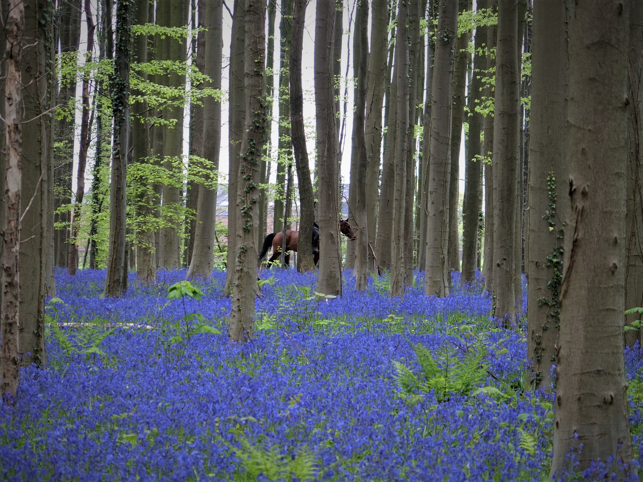 ブルーベルが満開！青紫色の絨毯が広がったハルの森