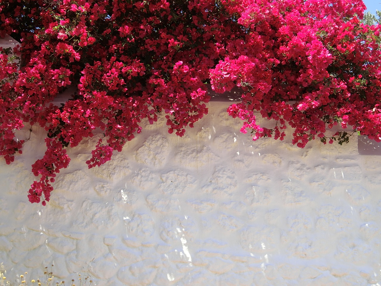 青紫のジャカランダの花咲く5月のギリシャ