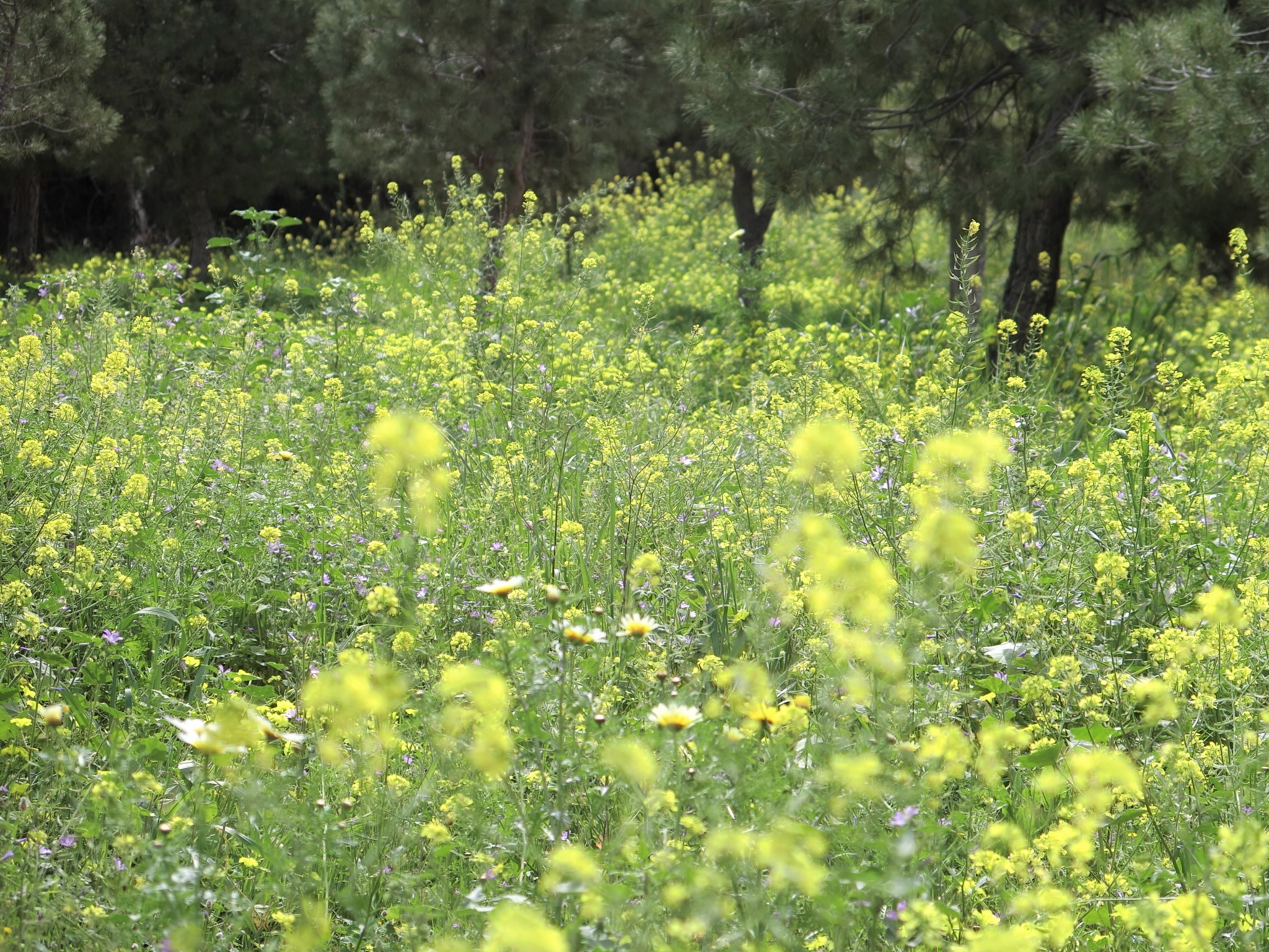 初春のアテネは黄色い花がいっぱい♪