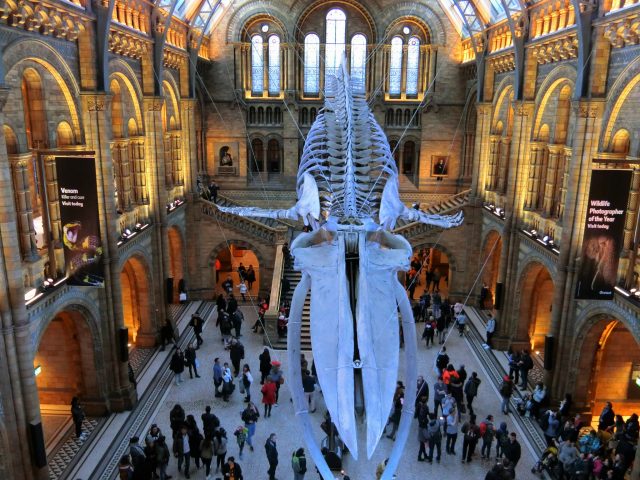 体長25m超のシロナガスクジラが大迫力！ロンドン自然史博物館