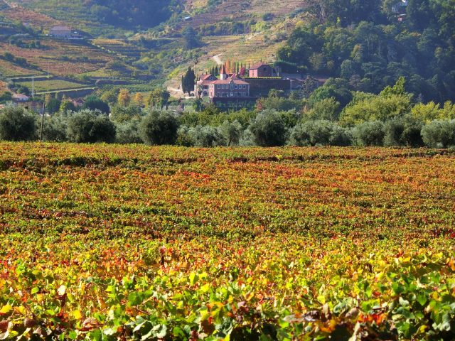 秋のポルトガル、ブドウ畑が美しいドウロ渓谷への旅