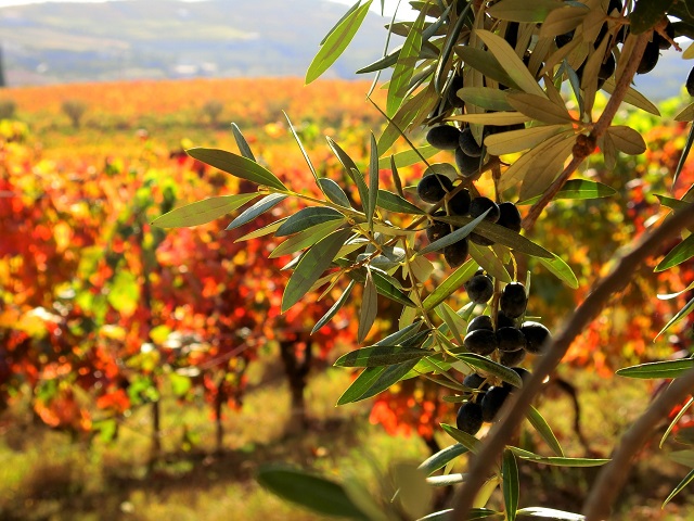 秋色に染まったブドウ畑を歩こう！＠シックスセンシズ ドウロバレー