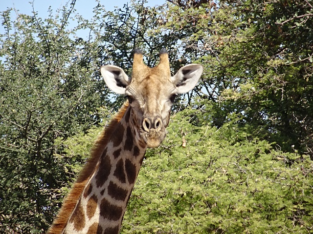 キリンのお出迎えに大興奮！オコンジマ自然保護区