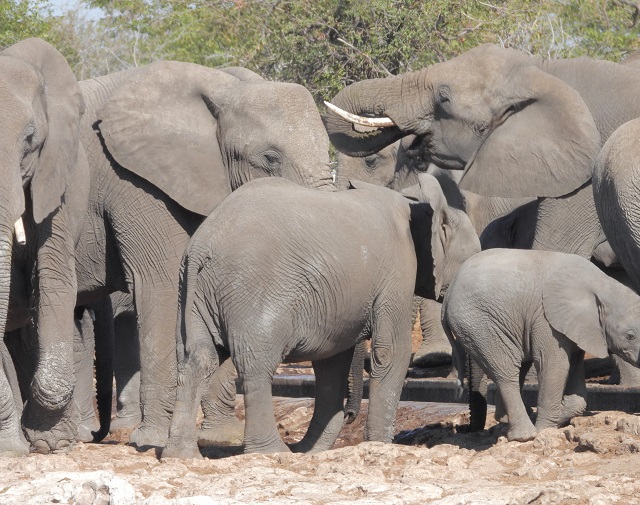 ゾウの大群に遭遇！ナミビアの動物の宝庫エトーシャ国立公園をセルフドライブ