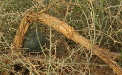 ナミブ砂漠に自生するブッシュマンのキュウリにミント