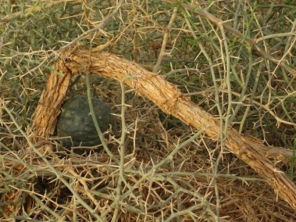 ナミブ砂漠に自生するブッシュマンのキュウリにミント