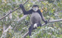 ナチュラリストと見るクロアシ ドゥク ラングール@シックスセンシズ ニンヴァンベイ