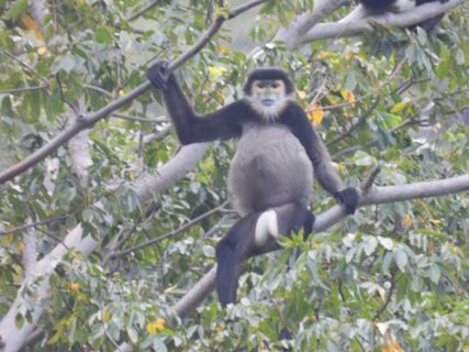 ナチュラリストと見るクロアシ ドゥク ラングール＠シックスセンシズ ニンヴァンベイ