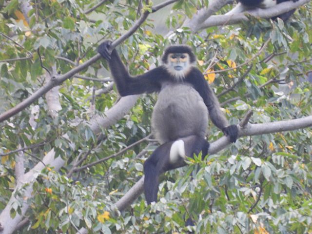 ナチュラリストと見るクロアシ ドゥク ラングール@シックスセンシズ ニンヴァンベイ