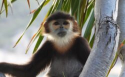 クロアシ ドゥク ラングールが遊びに来たチェックアウトの夕方＠シックスセンシズ ニンヴァンベイ