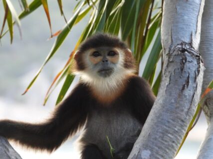 クロアシ ドゥク ラングールが遊びに来たチェックアウトの夕方＠シックスセンシズ ニンヴァンベイ