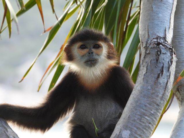 クロアシ ドゥク ラングールが遊びに来たチェックアウトの夕方＠シックスセンシズ ニンヴァンベイ