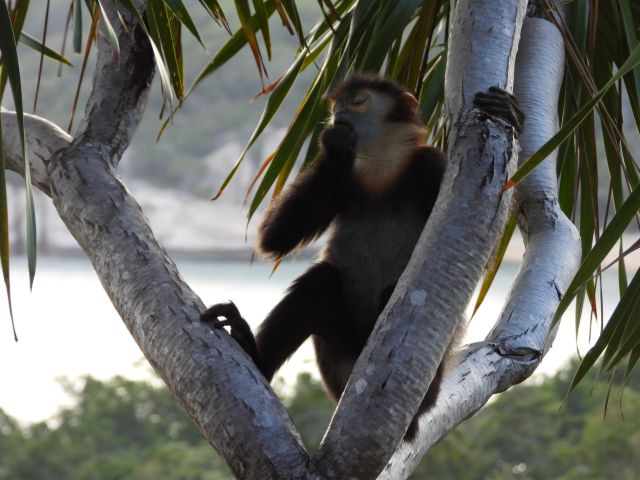 青い顔を持つクロアシ ドゥク ラングールが住むシックスセンシズ ニンヴァンベイ