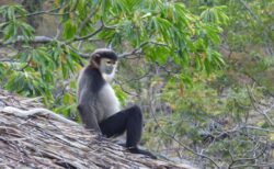 クロアシ ドゥク ラングールに起こされた朝@シックスセンシズ ニンヴァンベイ