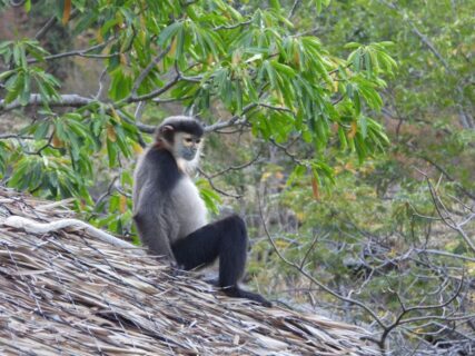 クロアシ ドゥク ラングールに起こされた朝＠シックスセンシズ ニンヴァンベイ