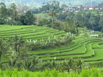 ジャティルィ ライステラスを歩こう！