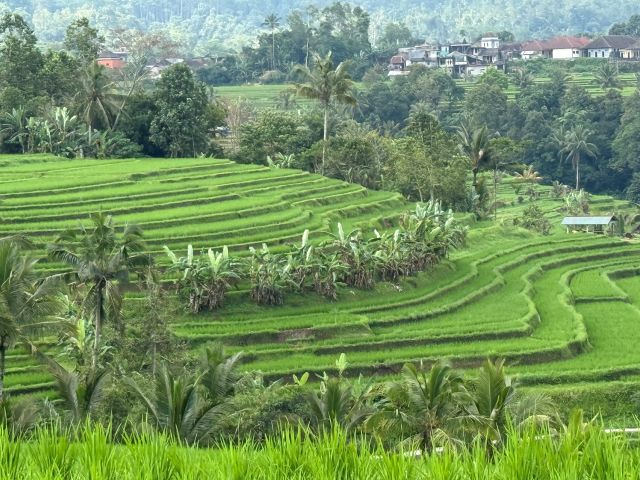 ジャティルィ ライステラスを歩こう！